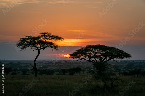 タンザニア・セレンゲティ国立公園の、色鮮やかな朝焼けとアカシアの木を遠くから望む © 和紀 神谷