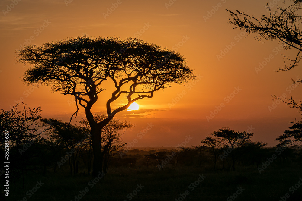タンザニア・セレンゲティ国立公園の、色鮮やかな朝焼けとアカシアの木