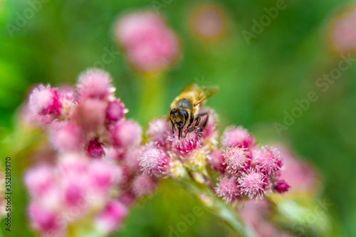 Small hard working bee gathering pink flower pollen during sunny spring or summer day at the garden.  © creativeneko