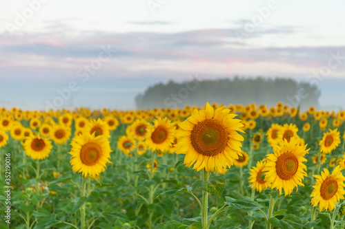 field of blooming sunflowers on a background sunset  selective focus