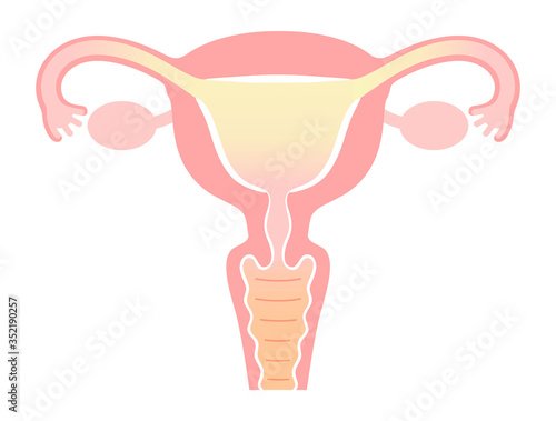 子宮のイラスト・図説（文字なし）