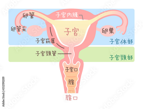 子宮のイラスト・図説（文字あり）