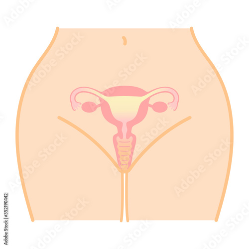 子宮のしくみ・イラスト・図説