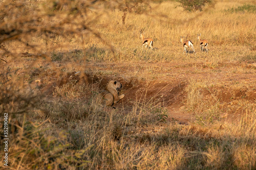 Fototapeta Naklejka Na Ścianę i Meble -  タンザニア・セレンゲティ国立公園のモーニングサファリで出会った、狩りをしようとするメスライオン