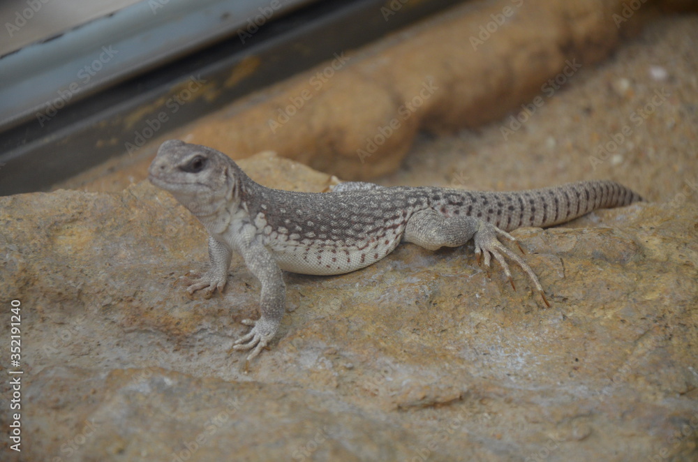 Australian water dragon, Physignathus lesueurii Australian water dragon, Physignathus lesueurii
