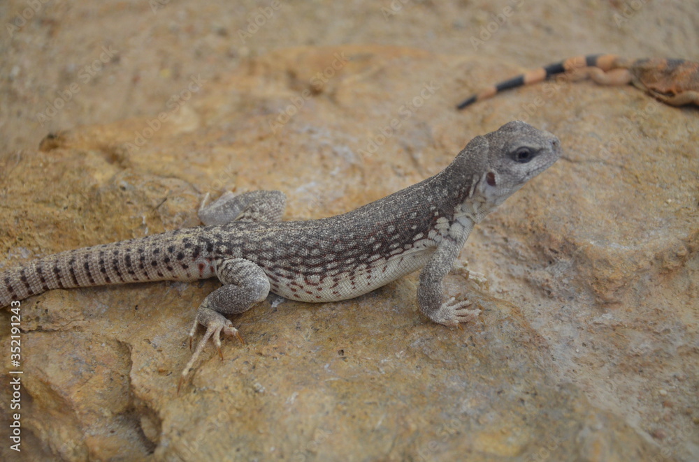 Australian water dragon, Physignathus lesueurii Australian water dragon, Physignathus lesueurii