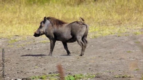 Panning left shot of warthog walking in savannah.
