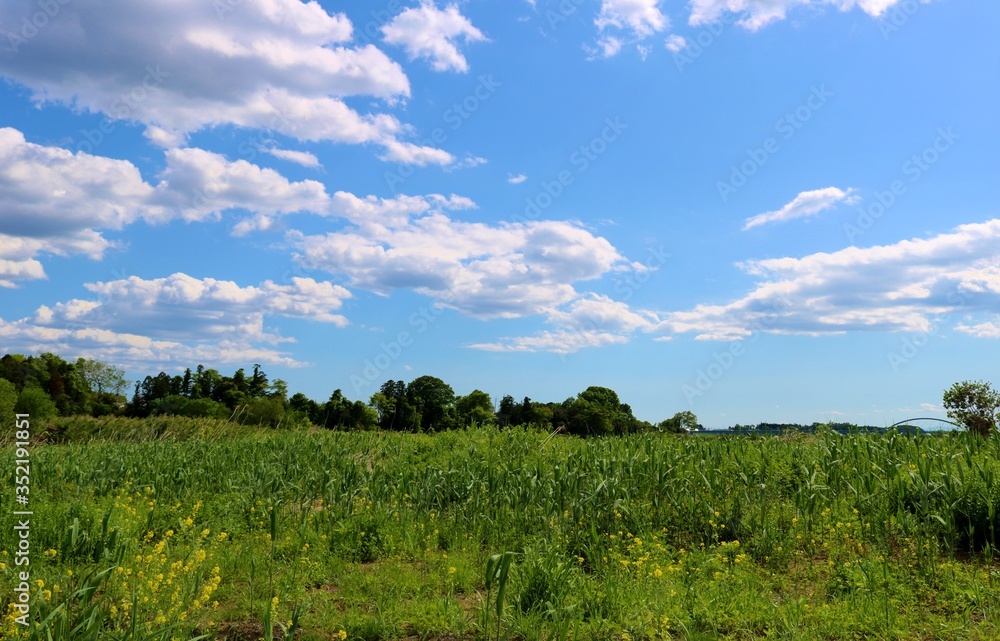 緑 空 河川敷 渡良瀬 風景 栃木 緑 空 河川敷 渡良瀬 風景 栃木