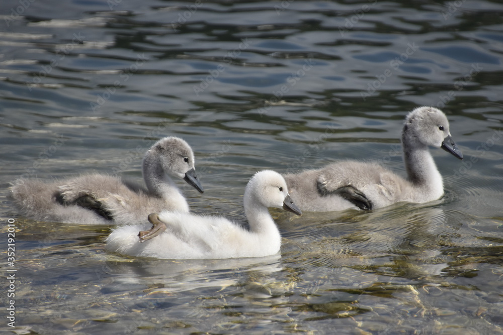 cygnes et cygneaux