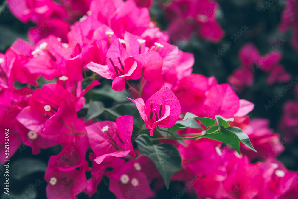 Bougainvillea flowers blossoms