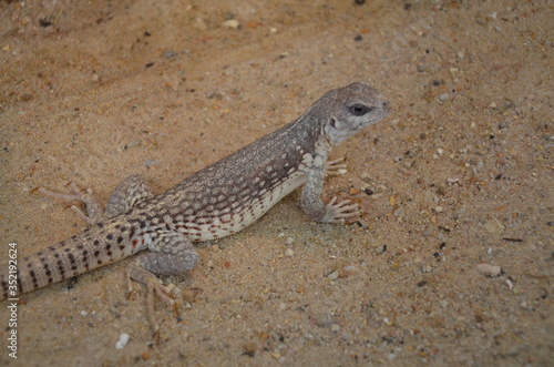 Australian water dragon  Physignathus lesueurii
