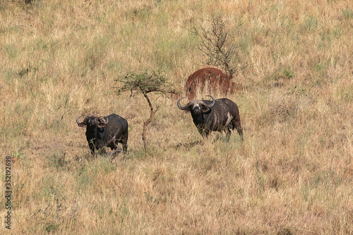 タンザニア・セレンゲティ国立公園で出会った、丘の斜面を降りてくるバッファロー © 和紀 神谷