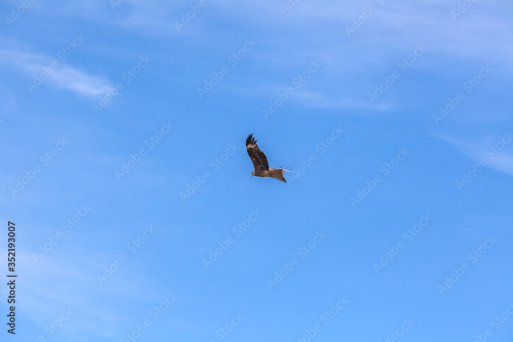 Falcon flies in the sky over steppes of Mongolia. Altai Falcon flies in the sky over steppes of Mongolia. Altai
