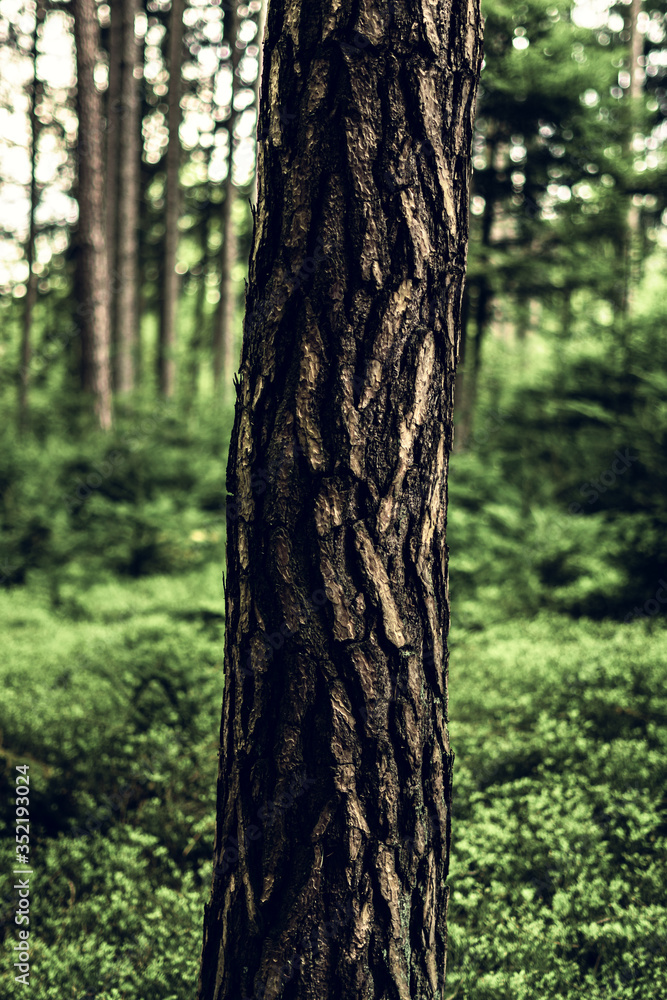 Green forest showing beautiful natural hikingtrail Green forest showing beautiful natural hikingtrail