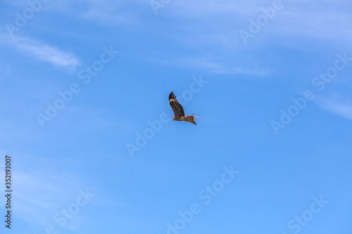 Falcon flies in the sky over steppes of Mongolia. Altai