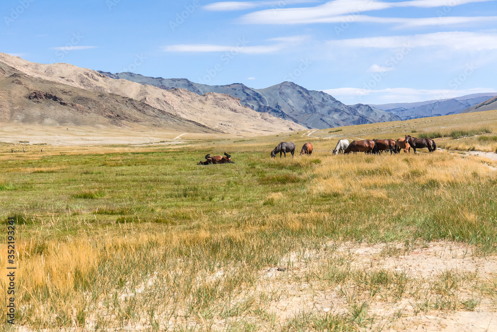 Obraz premium Herd of horses on mountains meadows of mongolian Altai.