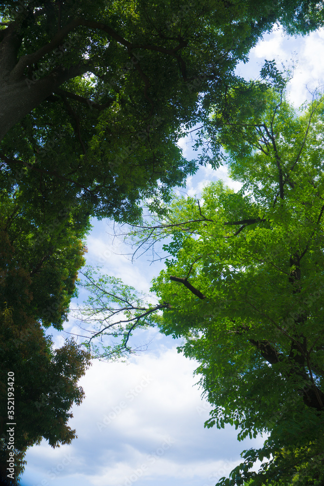 Fototapeta premium 青空と木々