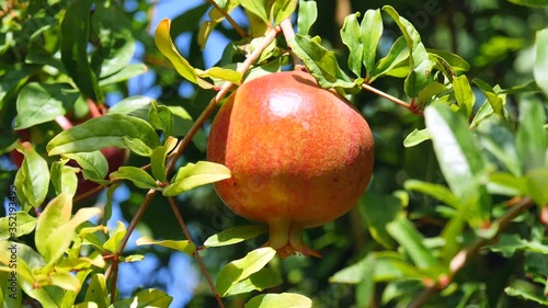 Red ripe juicy pomegranate fruit close-up, grows on a green tree branch and sways in the wind. Slow motion video. photo