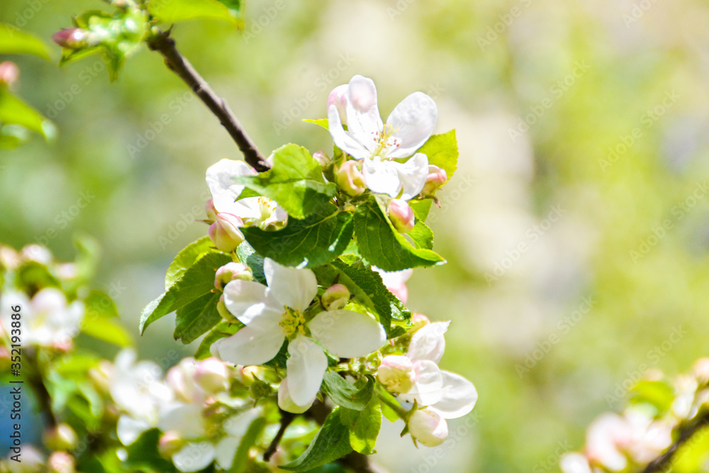apple tree blossom apple tree blossom