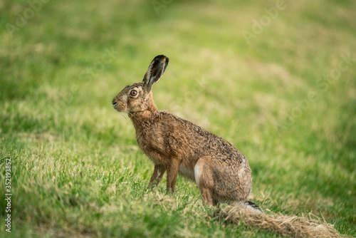 wild hare in the grass