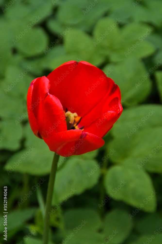 red tulip in the garden