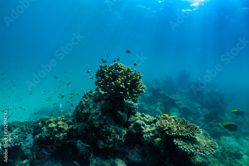 underwater scene with coral reef and fish; Sea in Surin Islands; Phang Nga Province; southern of Thailand.