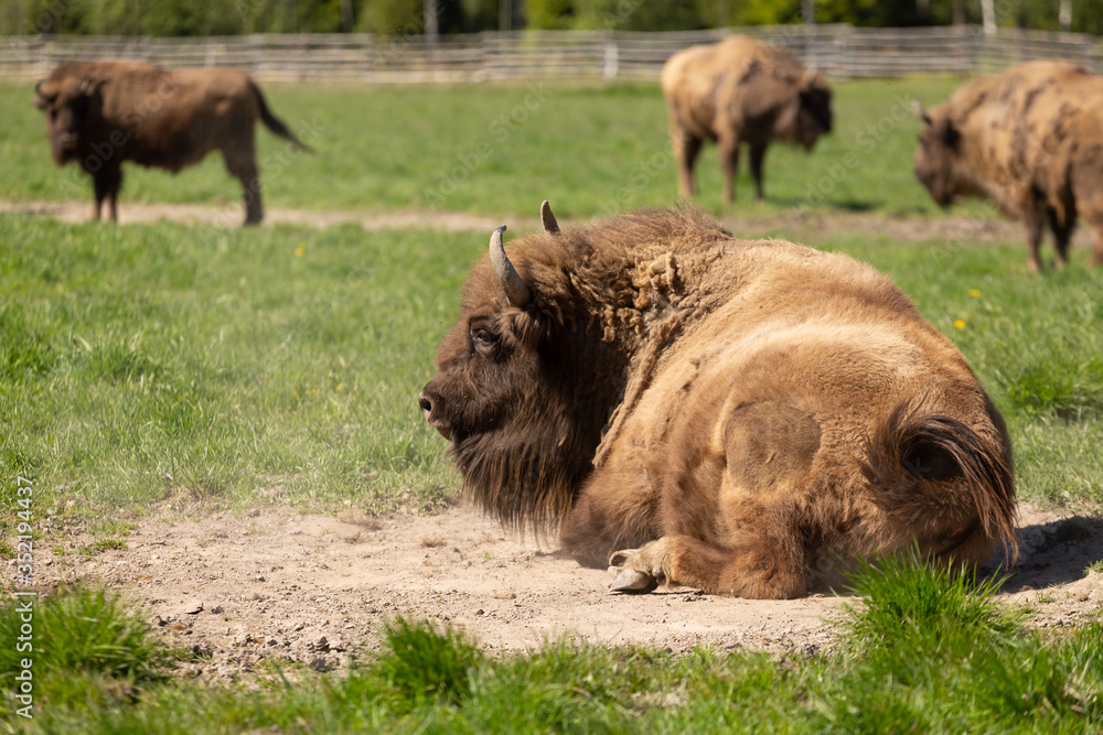 Fototapeta premium a huge buffalo lie on the grass, resting after a hearty lunch