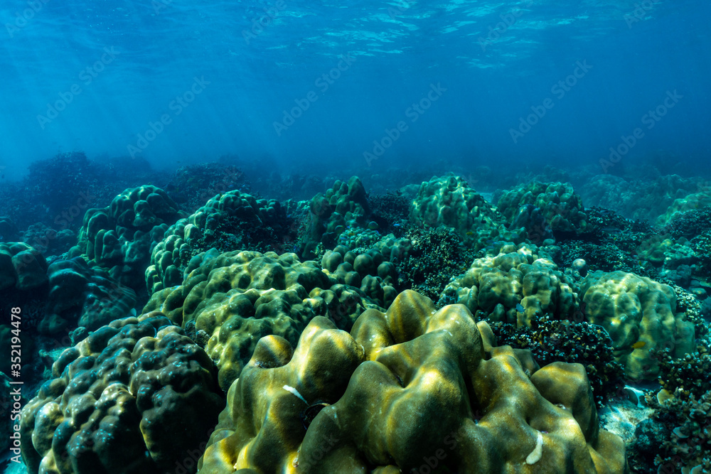 Fototapeta premium underwater scene with coral reef and fish; Sea in Surin Islands; Phang Nga Province; southern of Thailand.