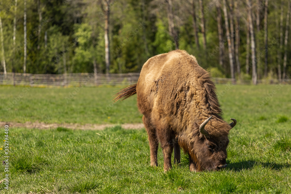 bison peacefully nips grass on the lawn