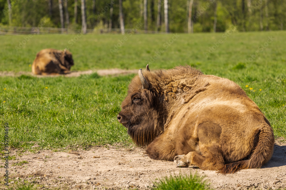Fototapeta premium a huge buffalo lie on the grass, resting after a hearty lunch