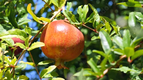 Red ripe juicy pomegranate fruit close-up, grows on a green tree branch and sways in the wind. Slow motion video. photo