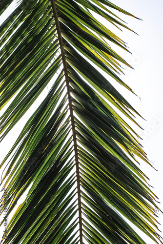 Palm leaves