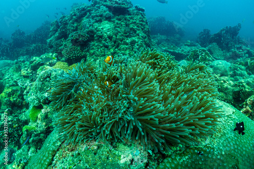 underwater scene with coral reef and Clown fish In the sea, Phuket Province; southern of Thailand.