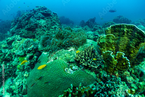 underwater scene with coral reef and Clown fish In the sea  Phuket Province  southern of Thailand.
