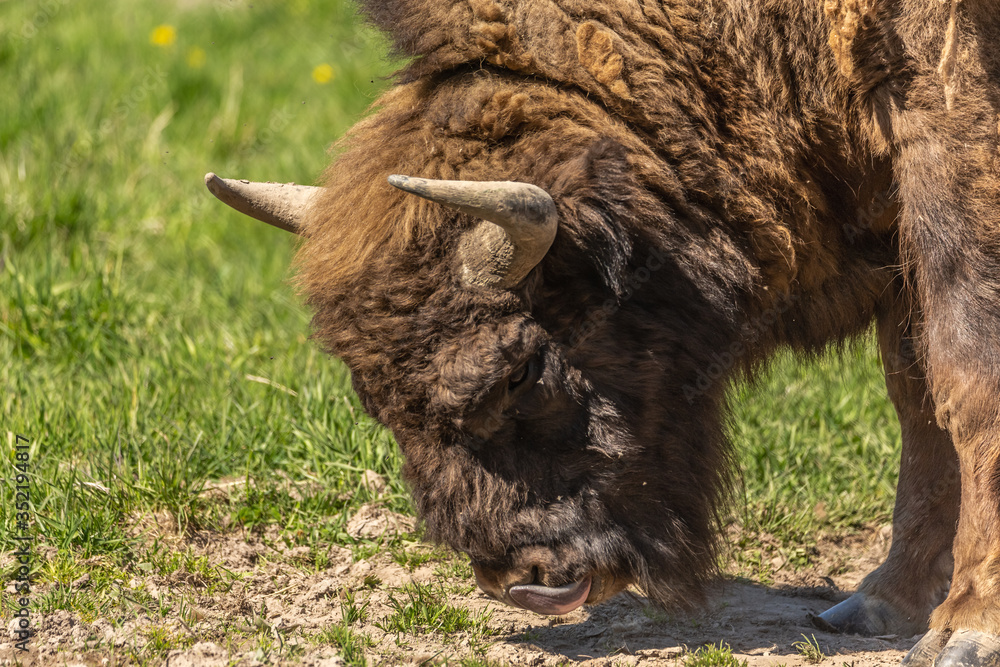 bison peacefully nips grass on the lawn bison peacefully nips grass on the lawn