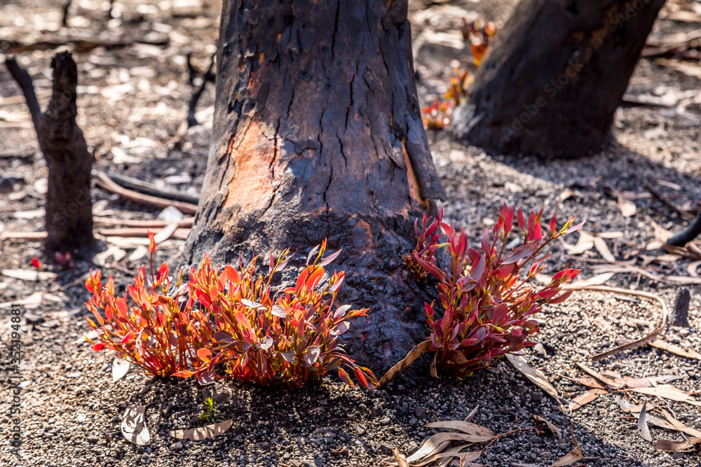 First plants start to grow again in a forest in the Snowy Mountains, burnt down during the bush fires in Australia. Nature comes back to life. First plants start to grow again in a forest in the Snowy Mountains, burnt down during the bush fires in Australia. Nature comes back to life.