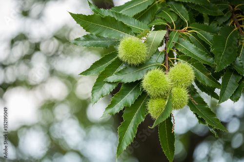 Photos chestnut tree in the early season
