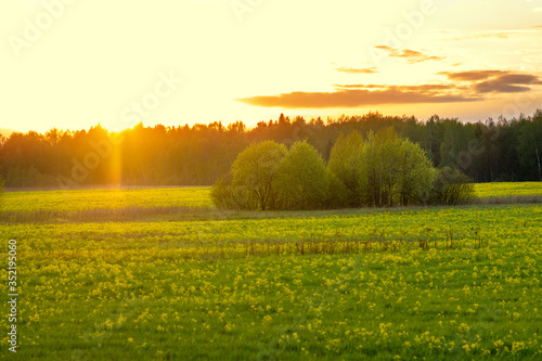 Field with yellow rapeseed flowers in the spring at sunset