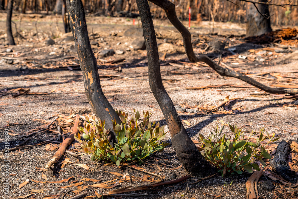 Obraz premium First plants start to grow again in a forest in the Snowy Mountains, burnt down during the bush fires in Australia. Nature comes back to life.