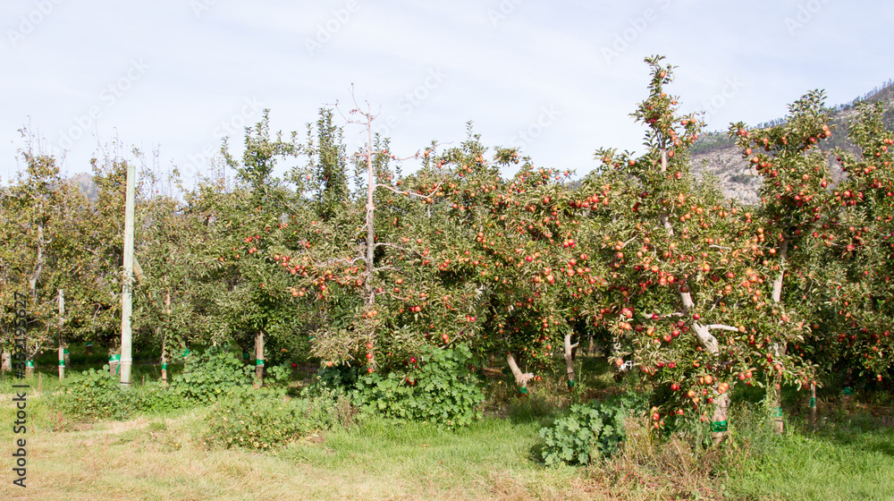 Apple orchard showing ripe apples on  a farm near  Waboomskraal in the Outeniqua Mountains, South 
Africa.