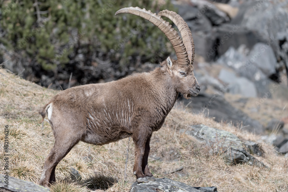 Ibex mountain out of the woodland (Capra ibex)