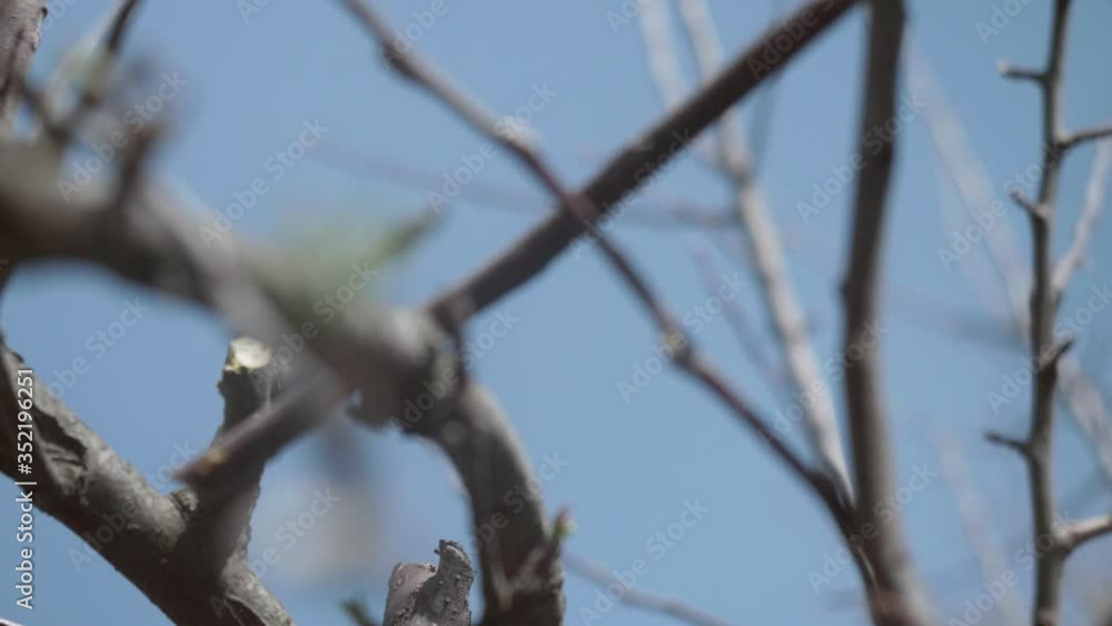 Spring garden care. Close up if cutting branches of leaveless trees with pruner. Close up view. Spring garden care. Close up if cutting branches of leaveless trees with pruner. Close up view.