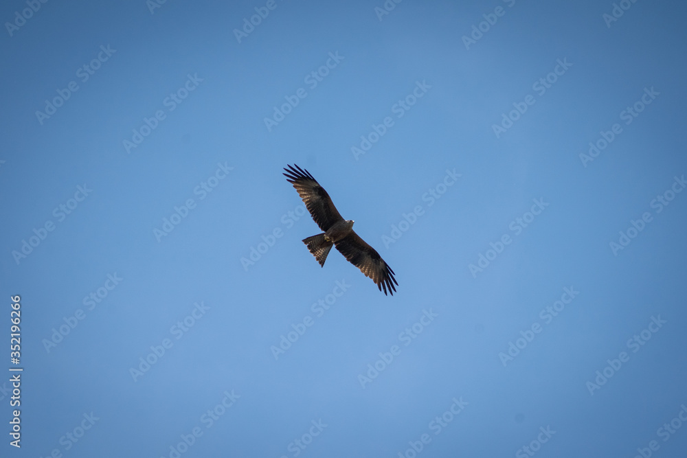 close up pictures of flying birds, such as milvus, during the day with blue sky close up pictures of flying birds, such as milvus, during the day with blue sky