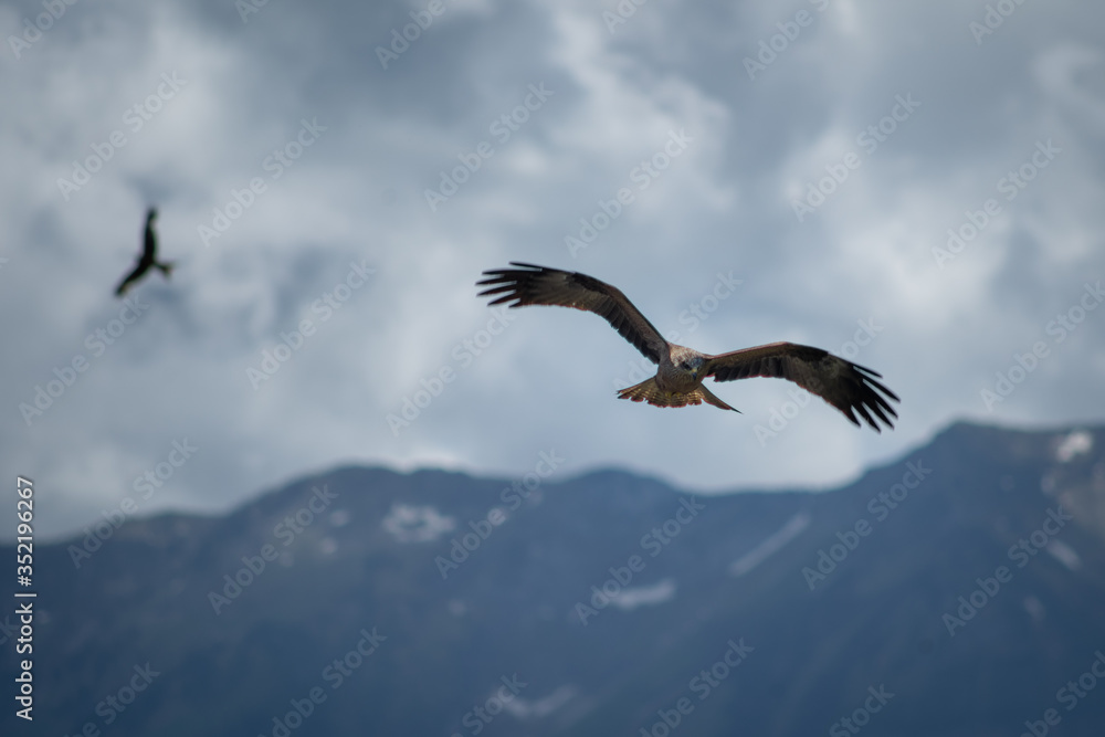 close up pictures of flying birds, such as milvus, during the day with blue sky close up pictures of flying birds, such as milvus, during the day with blue sky