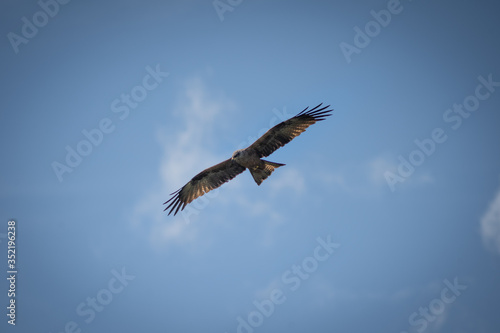 close up pictures of flying birds  such as milvus  during the day with blue sky