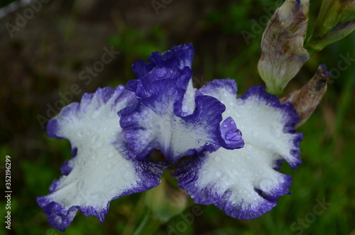 Violet iris flowers Closeup on blurredgreen garden blackground. Beautiful nature background. Blue iris flowersare growing in garden photo