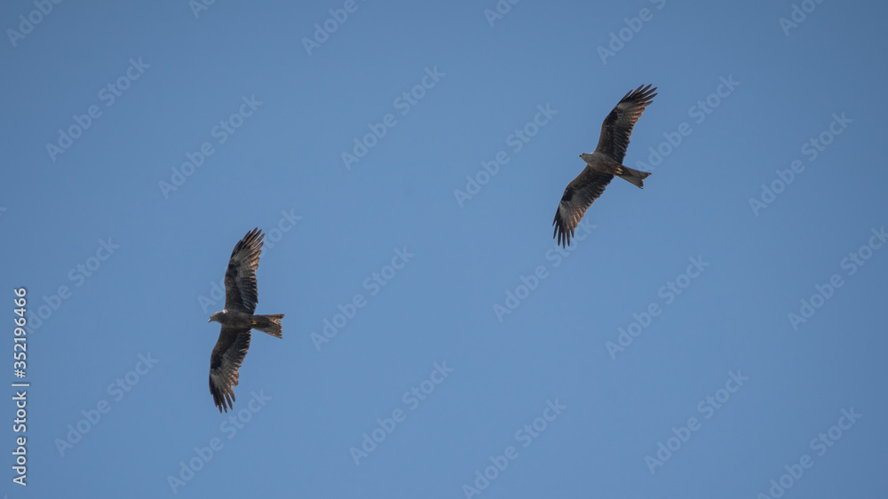 close up pictures of flying birds, such as milvus, during the day with blue sky close up pictures of flying birds, such as milvus, during the day with blue sky