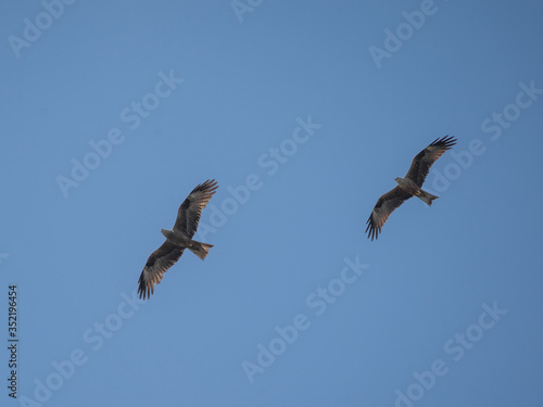 close up pictures of flying birds  such as milvus  during the day with blue sky