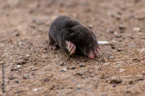 Schwarzer europäischer Maulwurf (talpa europaea) überquert Landstraße mit seinen großen Grabehänden und Grabeschaufeln auf dem Weg zu seinem Tunnelsystem mit Maulwurfhügeln und gräbt nach Insekten photo