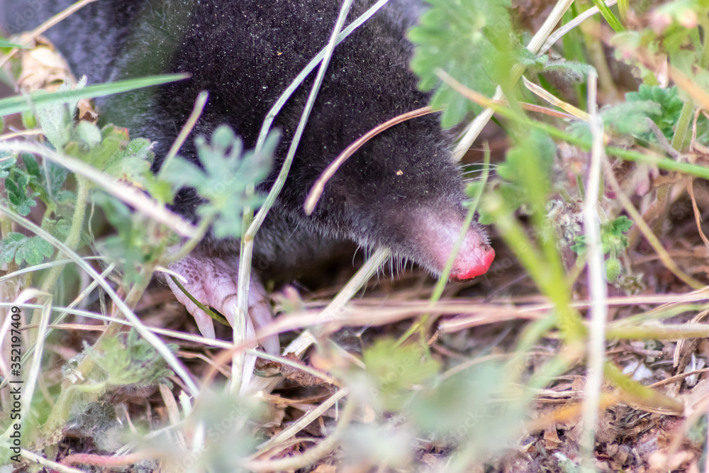 Schwarzer europäischer Maulwurf (talpa europaea) krabbelt auf einer Wiese mit seinen großen Grabehänden und Grabeschaufeln auf dem Weg zu seinem Tunnelsystem mit Maulwurfhügeln und gräbt nach Insekten Schwarzer europäischer Maulwurf (talpa europaea) krabbelt auf einer Wiese mit seinen großen Grabehänden und Grabeschaufeln auf dem Weg zu seinem Tunnelsystem mit Maulwurfhügeln und gräbt nach Insekten